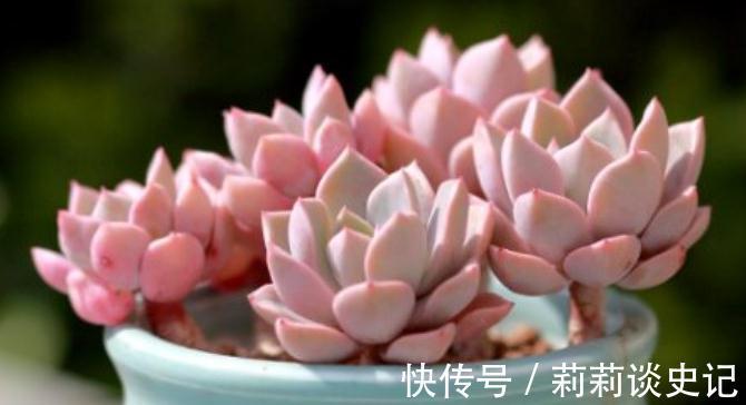 发现邻居阿姨家1种“普货”多肉,那叫一个精致,分享给大家看看