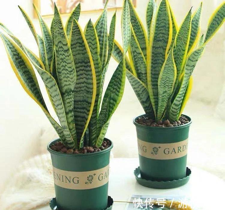 虎年春节就养金边虎尾兰,金虎报春,虎虎生威,养起来还简单