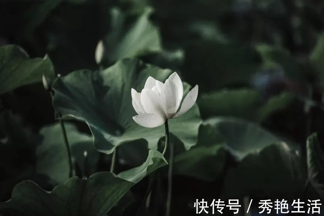 贾谊论&苏轼散文名句15则，学做人、学处世，你会受益无穷