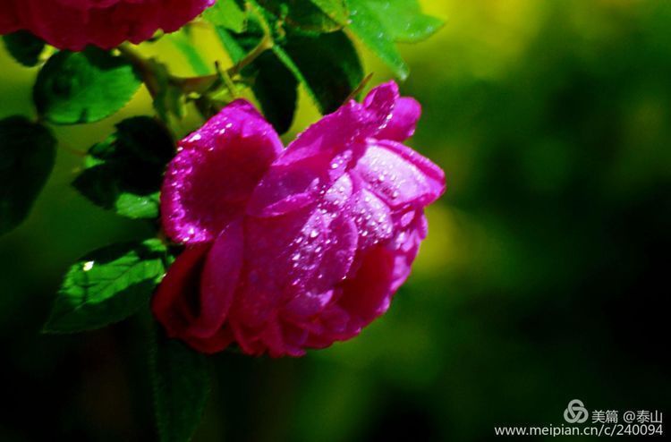 小花蔷薇 小花蔷薇