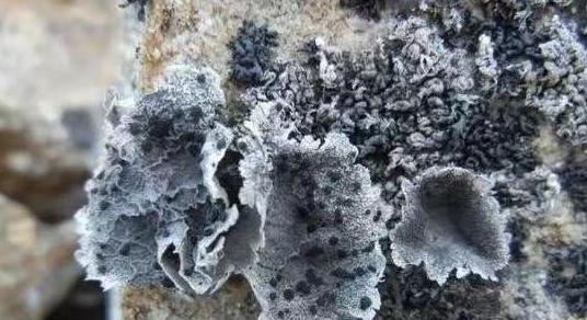 中国3大“顶尖”野生植物,个个卖出天价,网友;吃不起