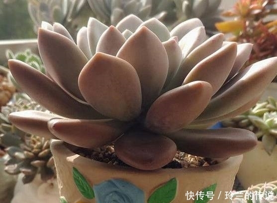 多肉植物的叶片从灰色到粉色,只因淋了一场雨