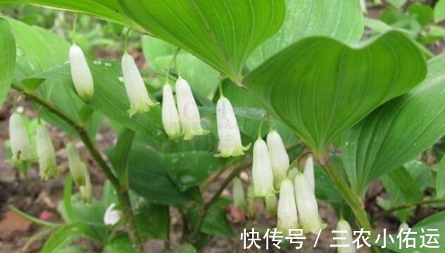 野草|农村山里的这种稀罕野草,市场上卖40块一斤,入药后价值极高