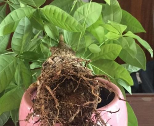 5种花，就得小盆养，花盆越小，长得越旺