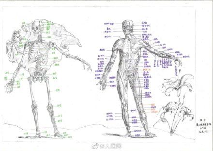 兰大|来吧，展示！兰大医学生手绘人体解剖图
