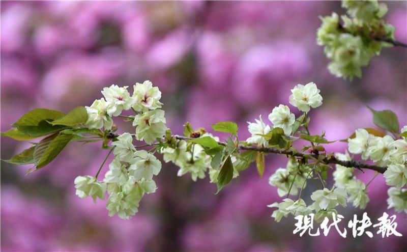 樱花原来还有绿色的！“国宝级”绿樱在南京玄武湖迎来最美观赏期