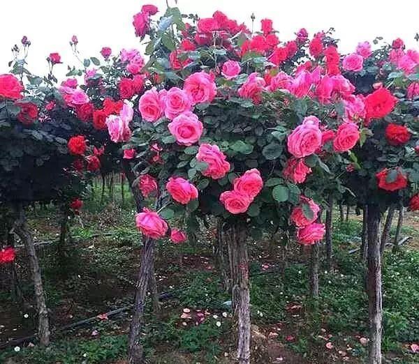 杜鹃花|杜鹃花，栀子花扔了吧养棵“花树”，能开花300天，见土就活