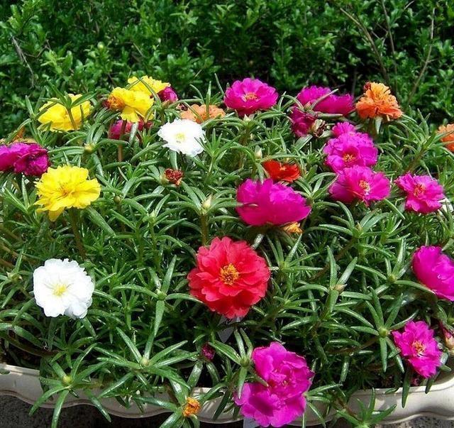 了不起的“太阳花”,耐旱耐晒的“小牡丹”,一年开花360天