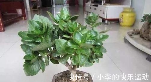 打造老桩长寿花，修剪别落下，就是这样简单