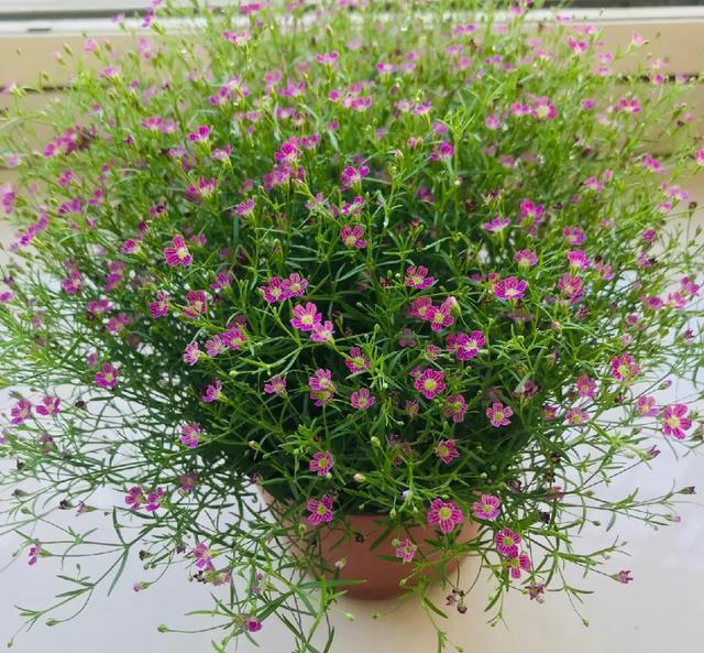 雨水|10种不能淋雨的花，淋完雨就死，盆栽养花注意事项