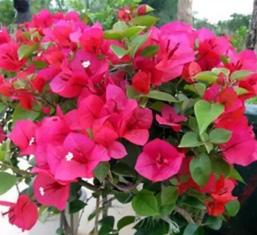 喜欢养花,不如养盆太阳花,一年四季开花不断