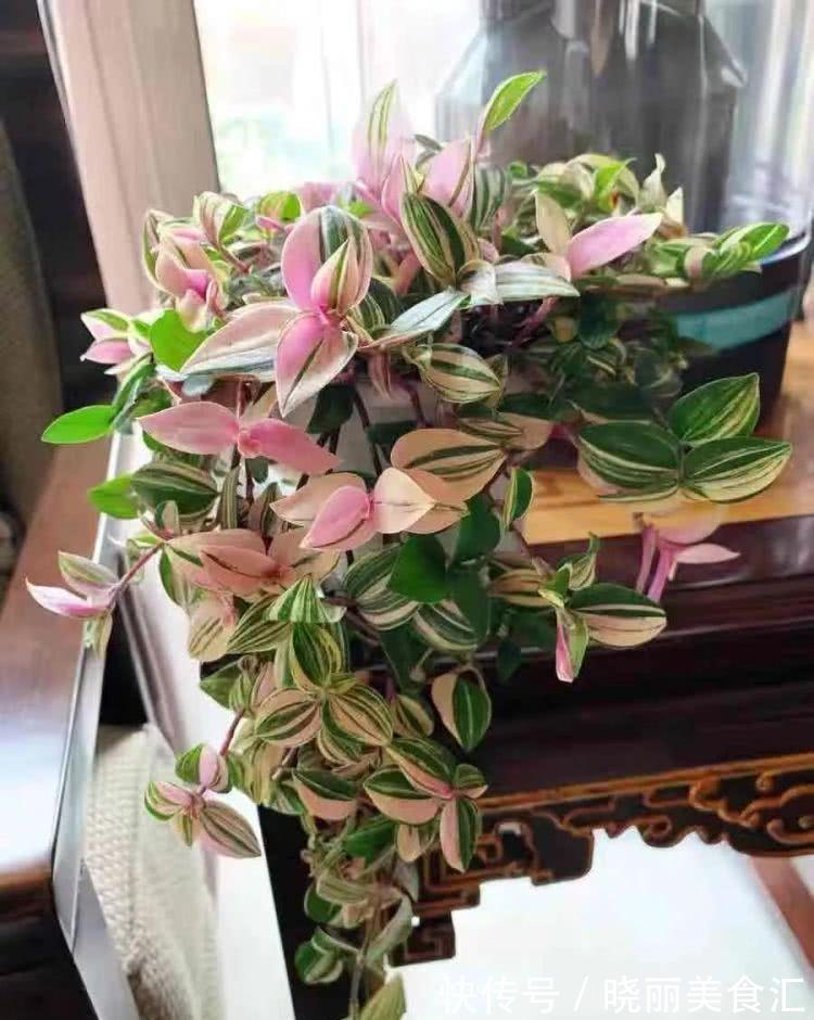 5种“彩色吊兰”，比绿萝更好看，关键是比绿萝好养的多