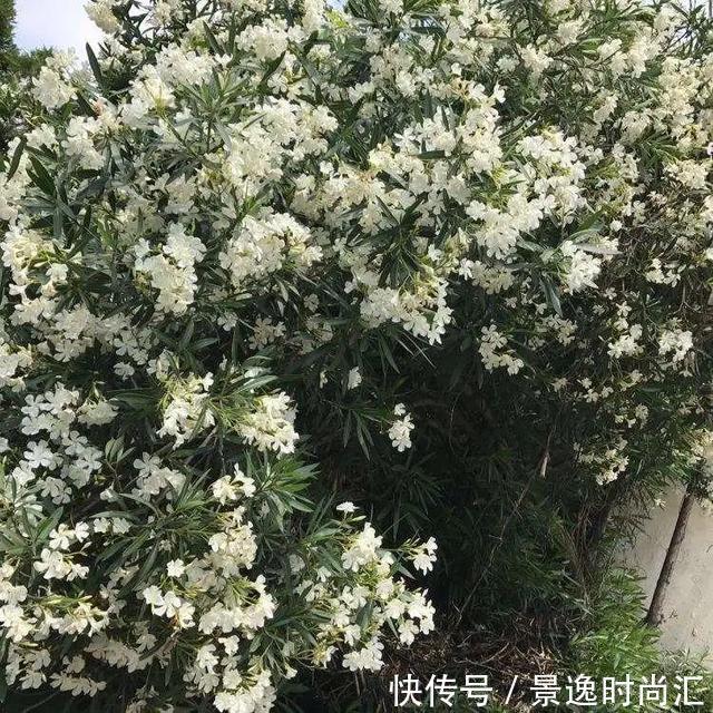 龙葵|门口的果子像“龙葵”,赶紧要拔掉、千万别吃,会中毒