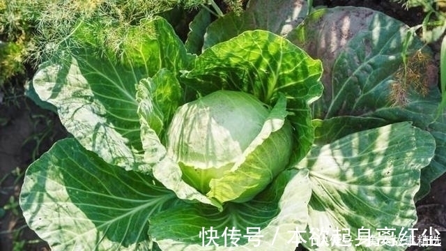 西兰花|想养胃,多吃2种蔬菜就够了,“刮走”幽门螺杆菌,胃病不攻自破