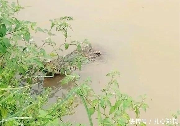 蚂蚁|野钓最“狠”的几种动物，看完钓友遭遇才明白，没碰见太幸运啦