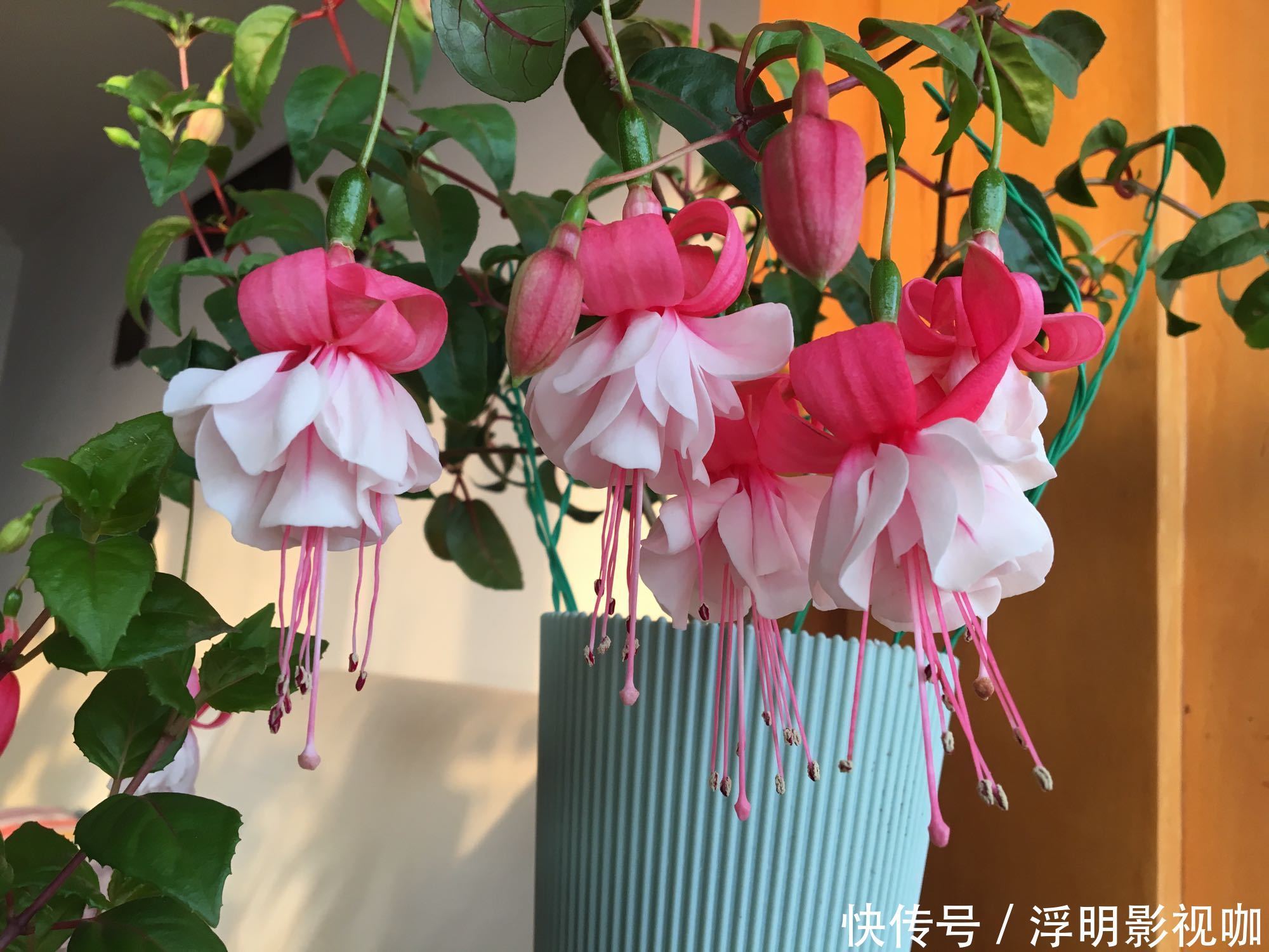 心扉|喜欢养花,不如养盆南非万寿菊,花香沁人心扉,养在家里美如画