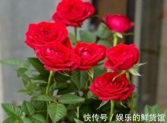 花苞|从8月20日开始,家养此款花卉,浇水越勤快,好养又漂亮