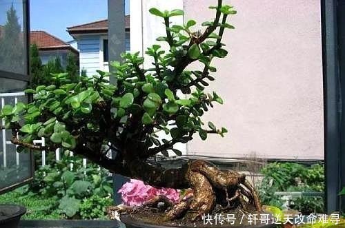 家中这2种树“很值钱”,个个带“金玉”,气势旺盛,富人都爱养!