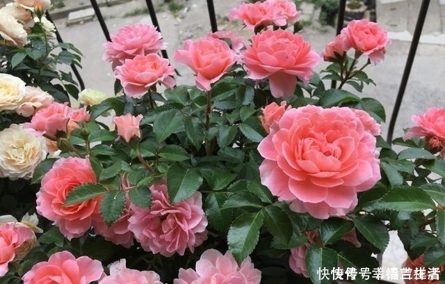 栀子花|扦插月季、栀子花、三角梅,只用一个矿泉水瓶,插出满满大白根