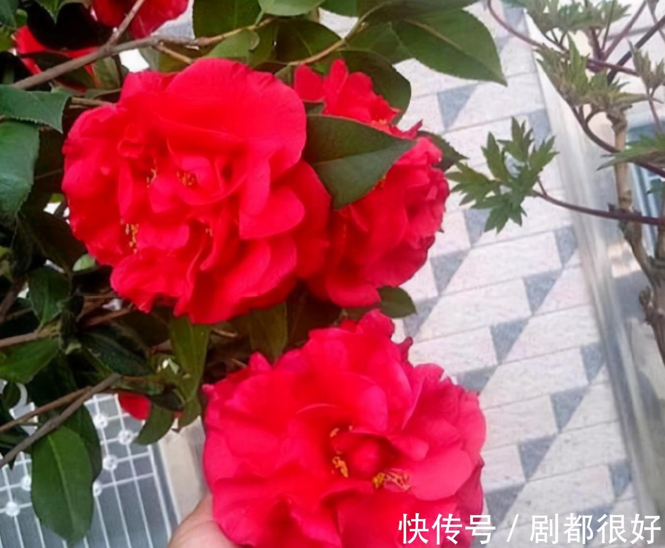 忘了月季吧，此花更好看，皮实又耐寒，香味清新惹人爱