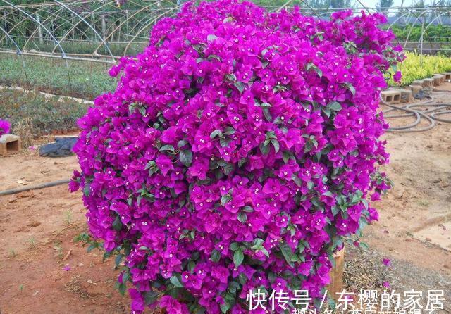 非洲堇|适合秋天养的7种花,好养易活,只要环境合适,爱开花,花期长