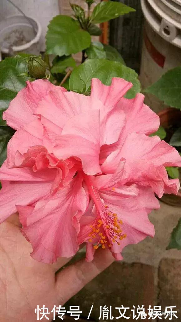 种花|1种花一开就是300多天,好养又漂亮,新手懒人都能养!