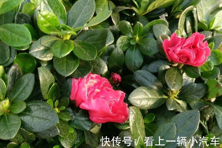 做好此几点,没养过花的,都能把杜鹃花养的花团锦簇