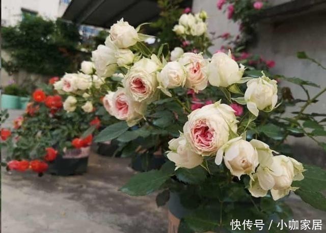 植株|月季催花,用花多多2号还是磷酸二氢钾,两者有什么区别?