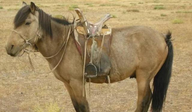 有何|中世纪所向霹雳的蒙古骑兵，有何厉害之处安息人射箭法立大功