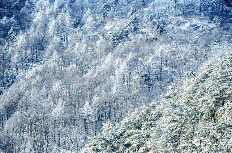 泰山银装素裹后石坞，雪松玉树赛仙境！