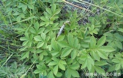 乡下一种植物，人称“地仙草”，药用价值很高，遇到尽量别采挖