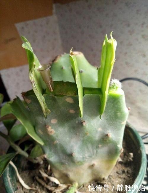 蟹爪兰|嫁接蟹爪兰选对了时间,就等于成功了一半