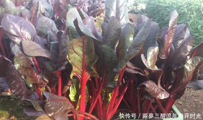 阳台|阳台种上“4种菜”，吃完又蹭蹭长，收获一茬又一茬，能吃一整年