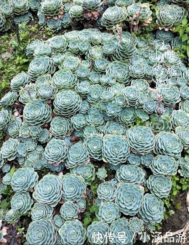 从一颗到500多盆，遇见多肉后，满眼全是你！