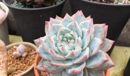 露养多肉，别只求“不死”了，这么办保管越来越美！