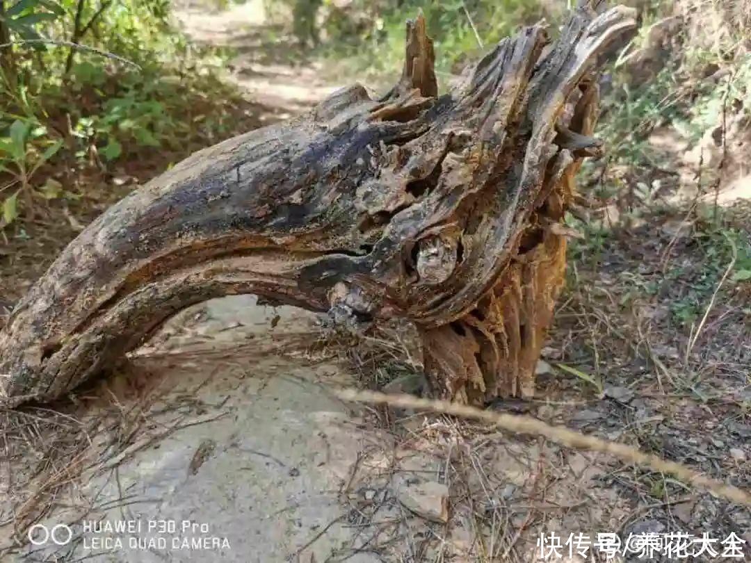 过完年，垃圾桶周围多了不少花，又要开始捡破烂儿了