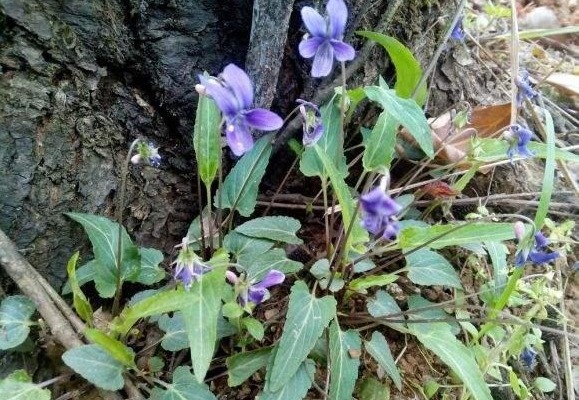 梨头草|农村毫不起眼的“梨头草”,竟是一种珍稀中草药,全身上下都是宝