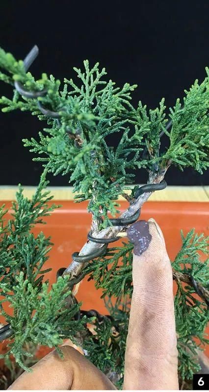 风动式的真柏盆景婀娜多姿，撩得我手定要上手一试！