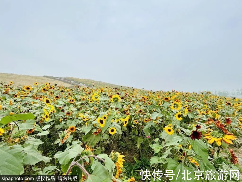 花海|金秋去哪看向日葵花海？这三处强推！有的还能露营~