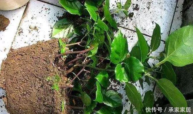 碰到这4种花再漂亮也别买，因为花钱买回来只会给自己“添堵”