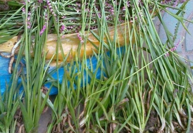 人参|此物植物叫“参”却不是人参，价值珍贵，遇见莫忽视