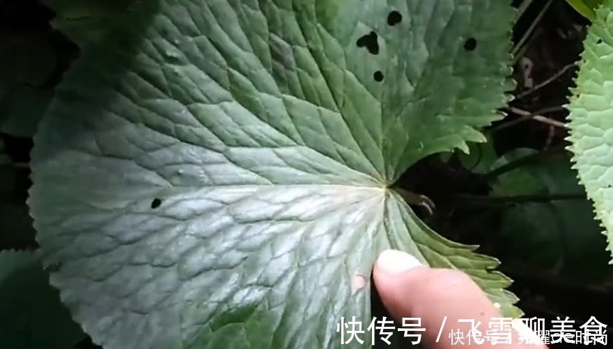 老中医|树丛中的这种野草,人称“葫芦七”能吃能用,老中医咳嗽都用它