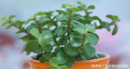 金枝玉叶多修剪,剪出喜爱的造型看着美,养好了长达半米!