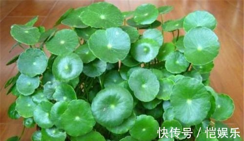 铜钱草黄叶先别扔,取出来重新栽,没有土照样生根窜芽!