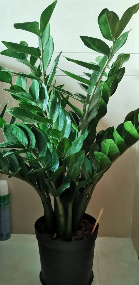 4种带“钱”的植物,在家养招财旺运,关键是太好养