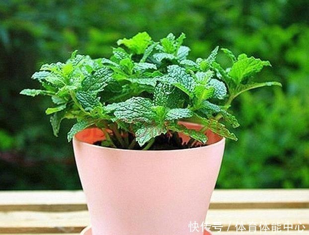 光照|薄荷这样养,植株粗壮,叶子多,掐个叶子,能做菜当“茶叶”!