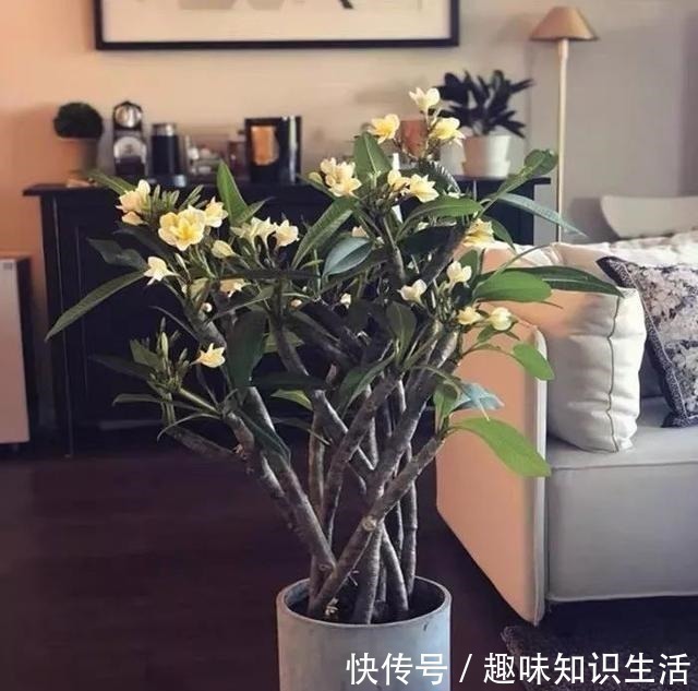 鸡蛋花|人养花、花也养人,医生喜欢养的八种花,家里养一盆,清雅又健康!