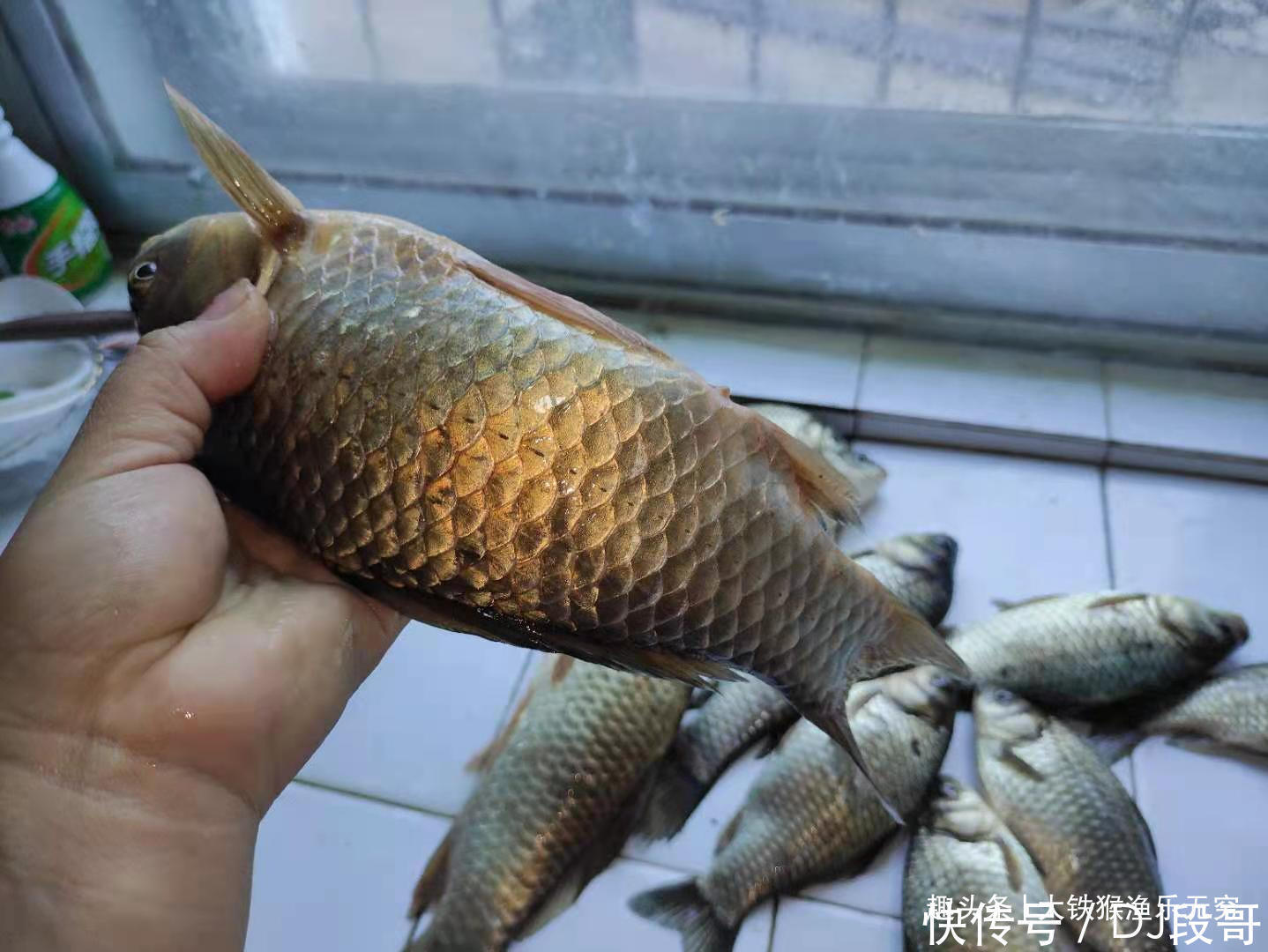 晚春野钓大板鲫的秘诀，不是我吹，用过后咬钩的都是大板鲫