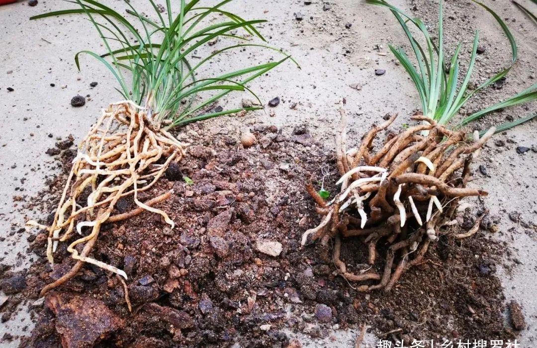 植料|什么树皮种兰花更好?学会处理松树皮,养蕙兰一年都不用施肥