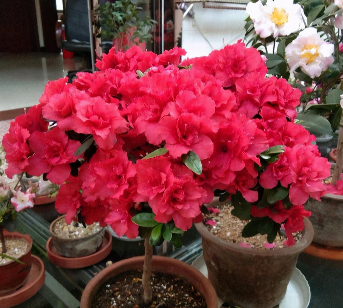 7种紧俏年宵花,个个都有“小脾气”,伺候好了,红红火火开一冬